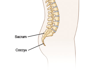 Side view of lower spine showing location of sacrum and coccyx at bottom of spine.